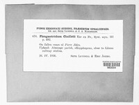 Phragmotrichum chailletii image